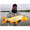 Image 7 : Duck/Dove in Argentina or Golden Dorado/Dove in Uruguay