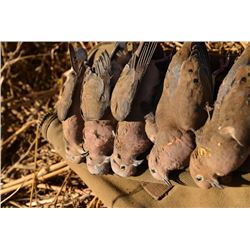 2-Man 5-Day Dove Hunt in Argentina or Uruguay