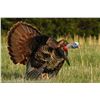 Image 1 : 4-Day Nebraska Turkey Hunt for 2