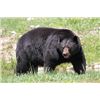 Image 1 : North Carolina Black Bear Hunt for 2