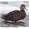 Image 1 : 4 Hunter Duck Hunt In NY
