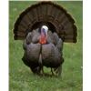 Image 1 : 2 PERSON EASTERN WILD TURKEY HUNT IN CENTRAL KANSAS WITH BULLET & BOWSTRINGS