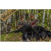 Image 1 : Fall Maine Black Bear Hunt