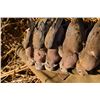 Image 1 : 2-Man 5-Day 5-Night Dove hunt in Argentina OR in Uruguay