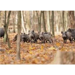 2 day/2 Night Hog Hunt in Sumter County, AL