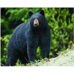 Maine Black Bear Hunt