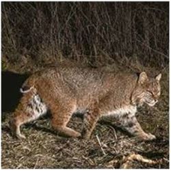 Bobcat / Predator PA Hunt