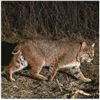 Image 1 : Bobcat / Predator PA Hunt