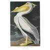 Audubon   American White Pelican #1267911