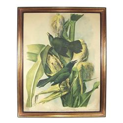 J.J. Audubon Antique 1858 Print "Purple Grackle#1268944