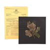 Image 2 : STAR WARS: PREQUEL TRILOGY (1999-2005) - Padme (Natalie Portman) Funeral Pressed Flower & Call Sheet