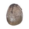 Image 2 : ALIENS (1986) - Xenomorph Egg