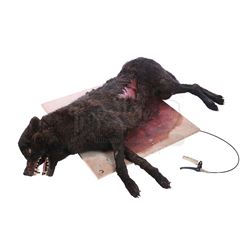 DRACULA (TV MINI-SERIES, 2020) - Dracula's (Claes Bang) Dead Transformation Wolf