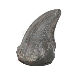 JURASSIC PARK (1993) - Photo-matched T-Rex Foot Claw