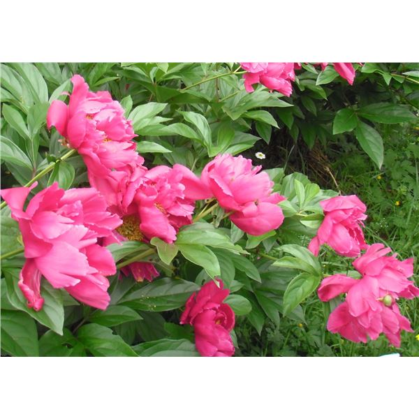 Rare artistic photos by Artiste LangdonArt plus others coming in 2022 - des clichés seront en 2022