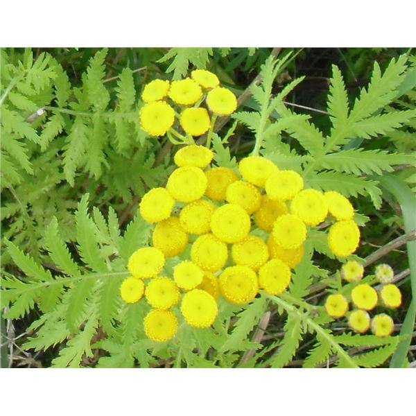 1 LangdonArt artistic photo yellow petals - pétales jaunes une photo cliché artistique LangdonArt