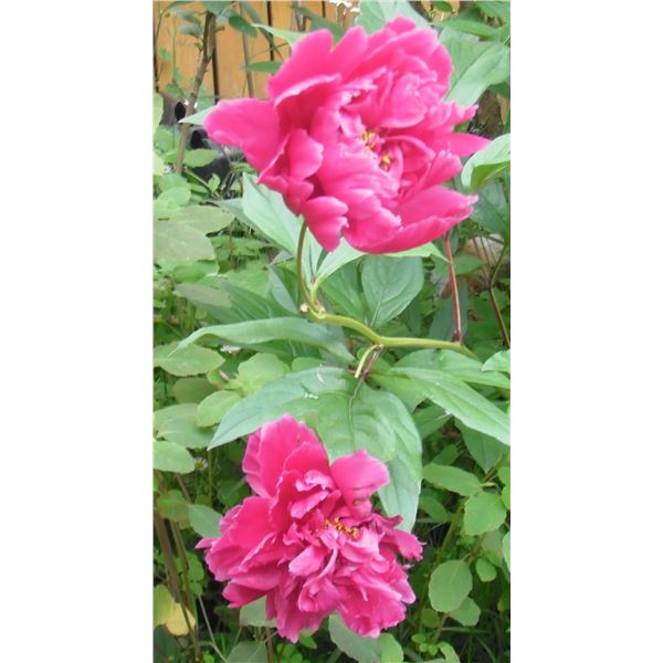 One LangdonArt artistic photo red petals - pétales rouges une photo cliché artistique par LangdonArt