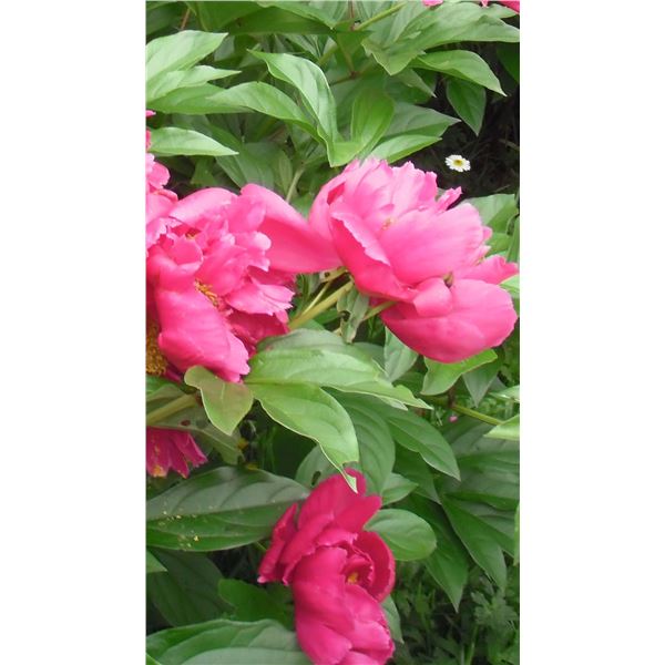 One LangdonArt artistic photo red petals - pétales rouges une photo cliché artistique par LangdonArt