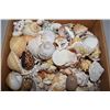 Image 2 : Seashell Lot