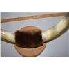 Image 2 : Mounted Steer Horns