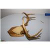 Image 2 : 3 Point Buck Deer Horns