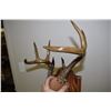 Image 2 : 3 Point Buck Deer Horns - Whitetail
