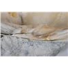 Image 10 : Giant Natural Clam Shells
