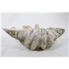 Image 11 : Giant Natural Clam Shells