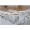 Image 12 : Giant Natural Clam Shells