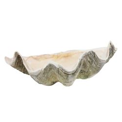 Giant Natural Clam Shells