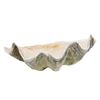 Image 1 : Giant Natural Clam Shells