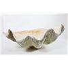 Image 2 : Giant Natural Clam Shells