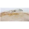 Image 4 : Giant Natural Clam Shells
