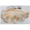 Image 5 : Giant Natural Clam Shells