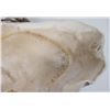 Image 6 : Giant Natural Clam Shells