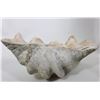 Image 7 : Giant Natural Clam Shells