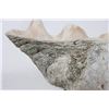 Image 8 : Giant Natural Clam Shells