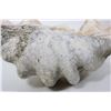 Image 9 : Giant Natural Clam Shells