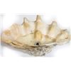 Image 1 : Giant Clam Shell