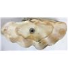 Image 2 : Giant Clam Shell
