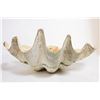Image 3 : Giant Clam Shell
