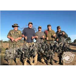 Dove Shooting in Argentina