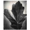 Image 1 : Berenice Abbott Leaf Supersight Photo 15'' x 19'' w Stamp