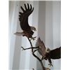 Image 2 : Eagle