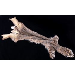 Montana Bobcat Trophy Taxidermy Fur Hide