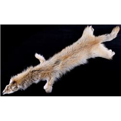 Montana Taxidermy Coyote Fur Pelt