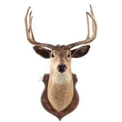 Montana White Tail 4x3 Taxidermy Shoulder Mount