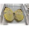 Image 2 : Pinned Butterflies