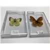 Image 1 : Pinned Butterflies