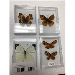 Lot of 4 Mounted Butterflys in display cases